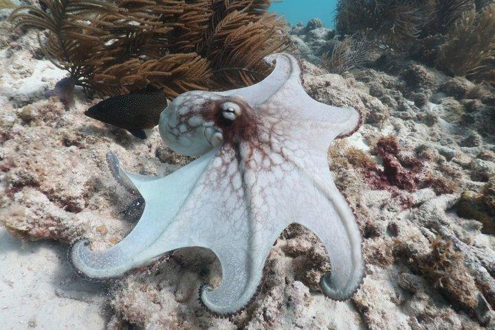 Bonaire snorkeling and sightseeing excursion with local lunch