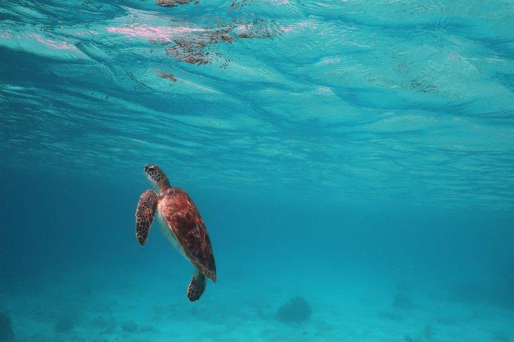 Bonaire snorkeling and sightseeing excursion with local lunch