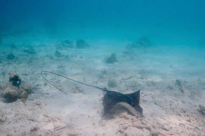 Bonaire snorkeling and sightseeing excursion with local lunch