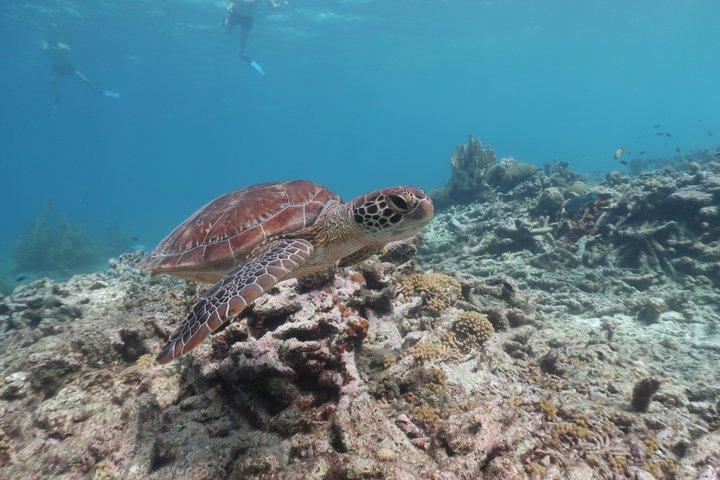 Bonaire snorkeling and sightseeing excursion with local lunch