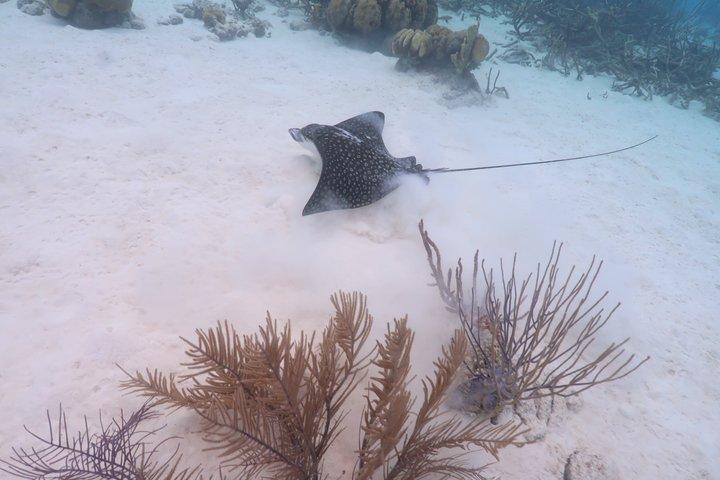 Bonaire snorkeling and sightseeing excursion with local lunch