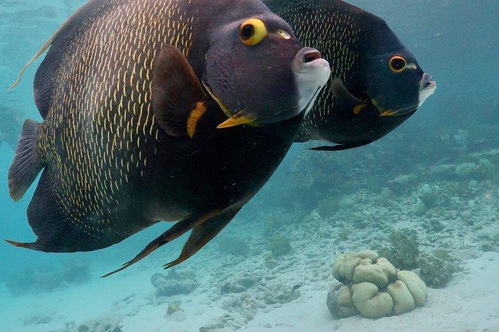 Bonaire snorkeling and sightseeing excursion with local lunch