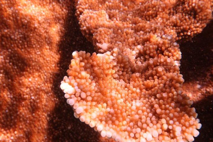 Bonaire snorkeling and sightseeing excursion with local lunch