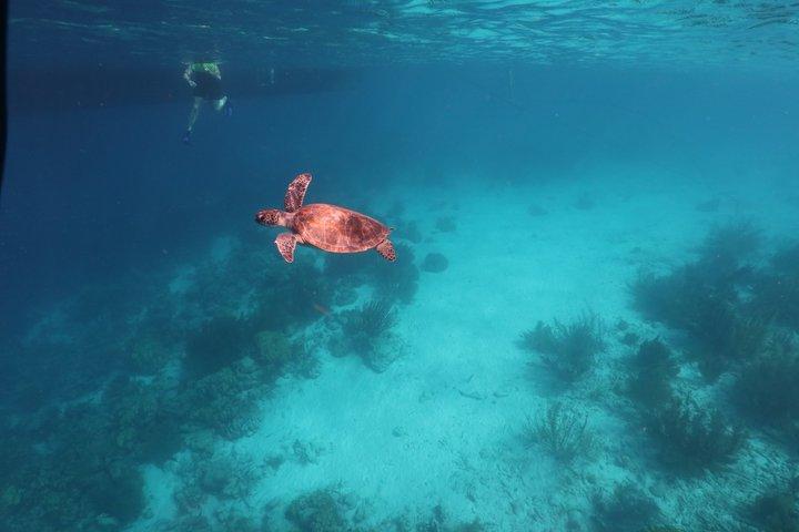 Bonaire snorkeling and sightseeing excursion with local lunch