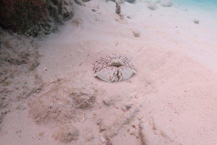 Bonaire snorkeling and sightseeing excursion with local lunch
