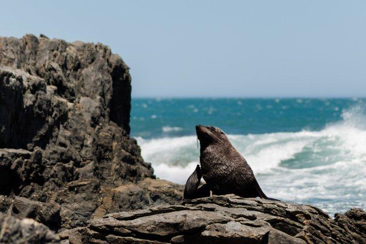 Safari en la Costa de las Focas - Acceso exclusivo a la costa secreta de Wellington