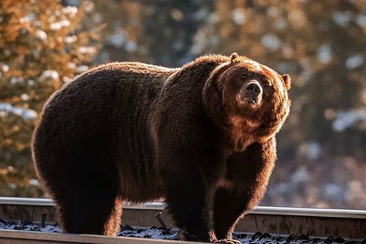 Banff Evening Wildlife Tour