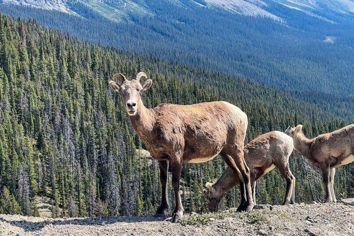 Banff Evening Wildlife Tour
