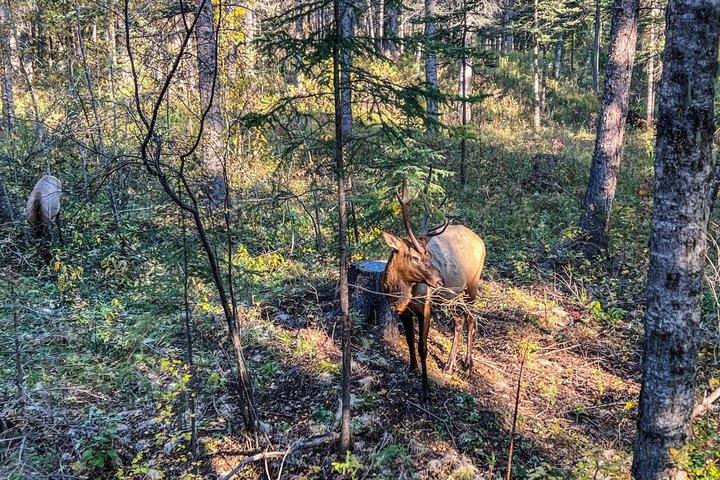Banff Evening Wildlife Tour