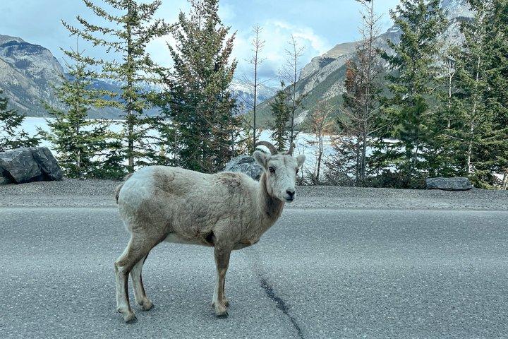 Banff Evening Wildlife Tour