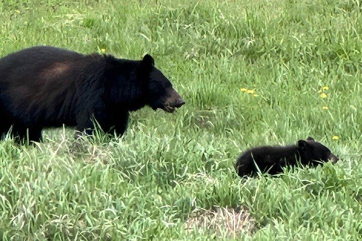 Banff Evening Wildlife Tour