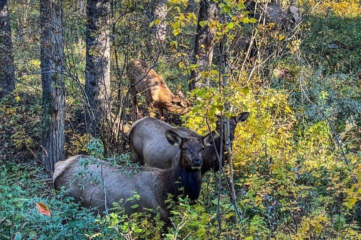 Banff Evening Wildlife Tour