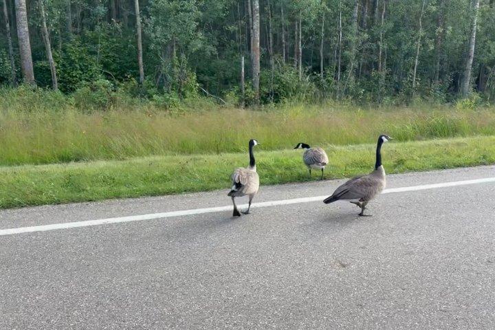 Banff Evening Wildlife Tour