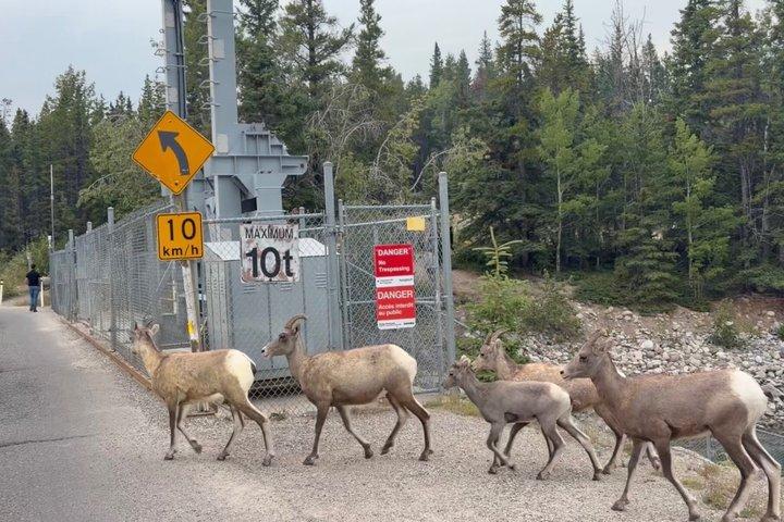 Banff Evening Wildlife Tour