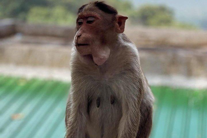 ムンバイ グローバル ヴィパッサナー パゴダ ケネリ洞窟 ライオンサファリ