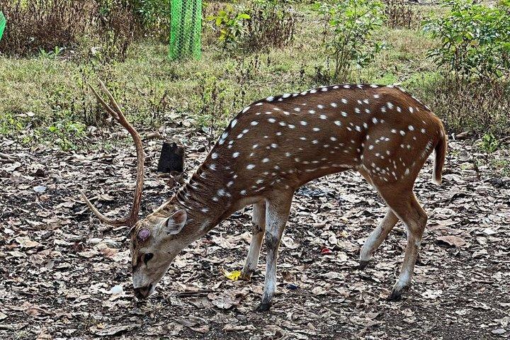 ムンバイ グローバル ヴィパッサナー パゴダ ケネリ洞窟 ライオンサファリ