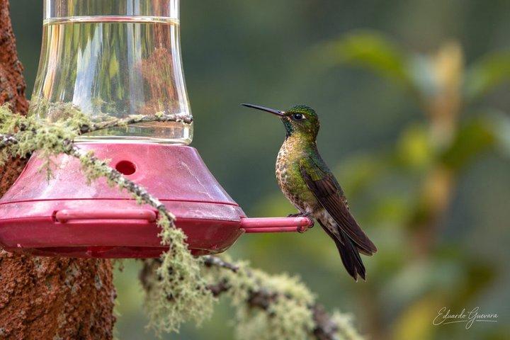 2 Day Condor Sanctuary & Guango Cloud Forest Reserve