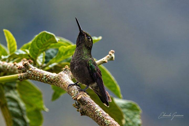2 Day Condor Sanctuary & Guango Cloud Forest Reserve