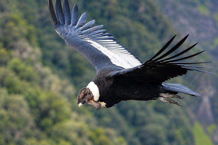 2 Day Condor Sanctuary & Guango Cloud Forest Reserve