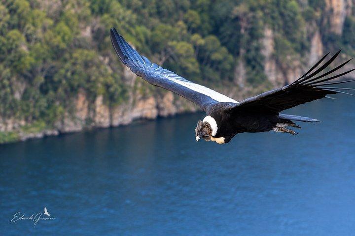 2 Day Condor Sanctuary & Guango Cloud Forest Reserve