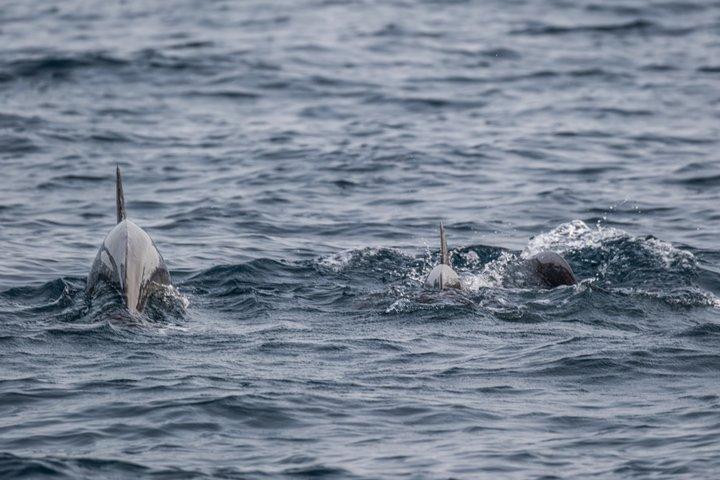 Fantastic DOLPHIN & SUNSET TOUR with dinner ( Pula-NP BRIJUNI )