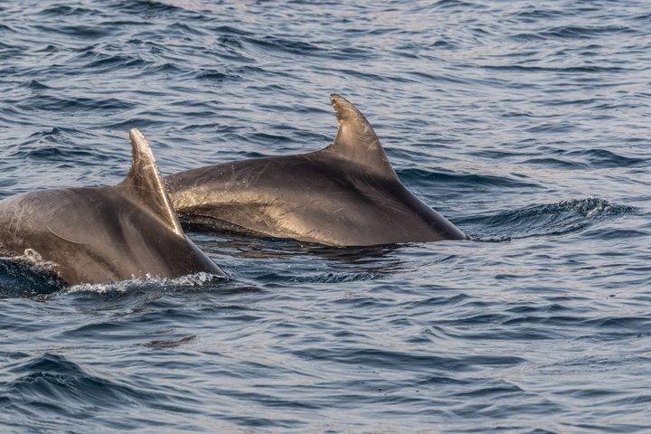 Fantastic DOLPHIN & SUNSET TOUR with dinner ( Pula-NP BRIJUNI )