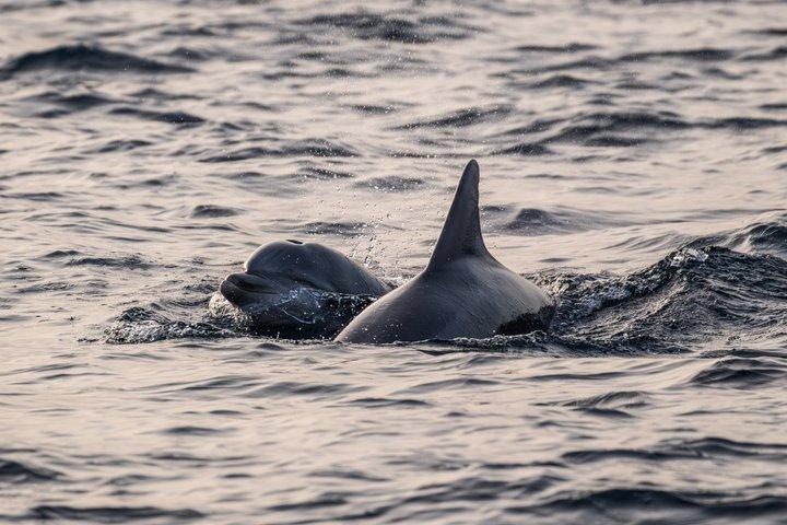 Fantastic DOLPHIN & SUNSET TOUR with dinner ( Pula-NP BRIJUNI )