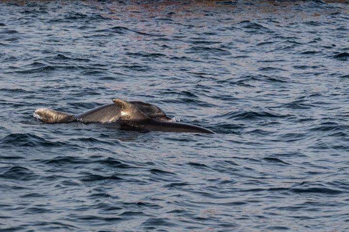 Fantastic DOLPHIN & SUNSET TOUR with dinner ( Pula-NP BRIJUNI )