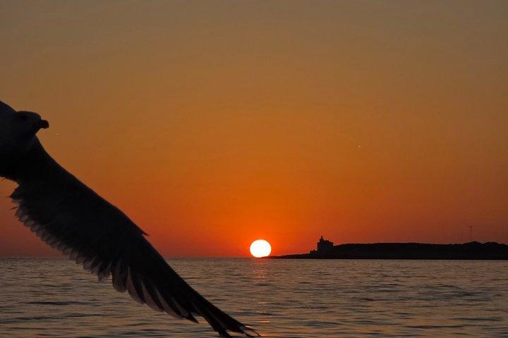 Fantastic DOLPHIN & SUNSET TOUR with dinner ( Pula-NP BRIJUNI )