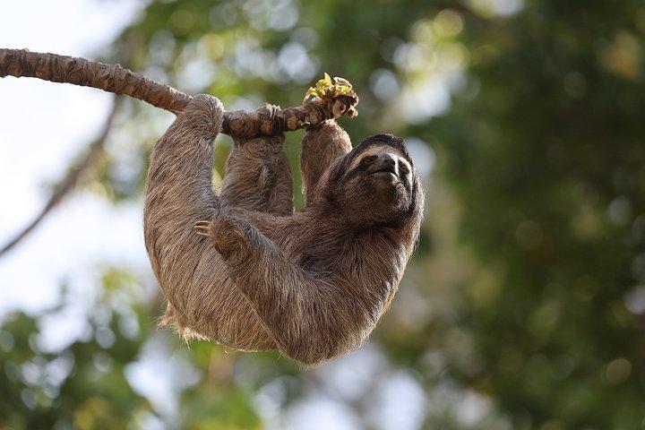 熱帯雨林ハイキング:自然、野生動物、そして滝