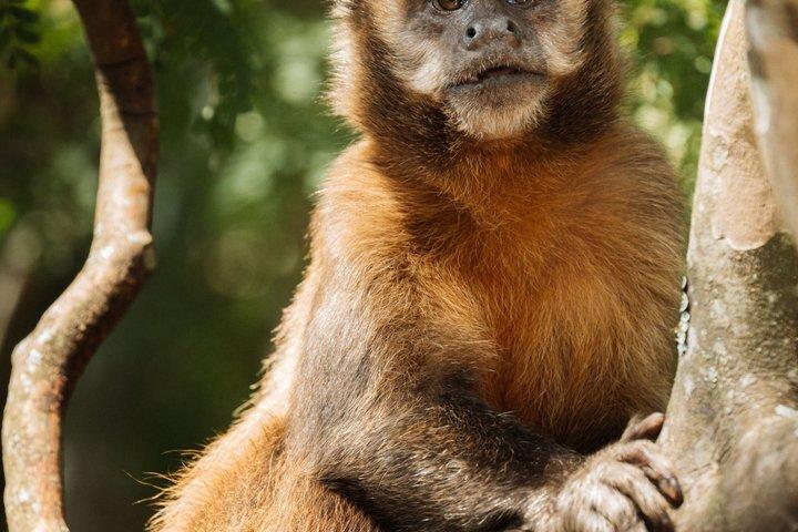 熱帯雨林ハイキング：自然、野生動物、そして滝