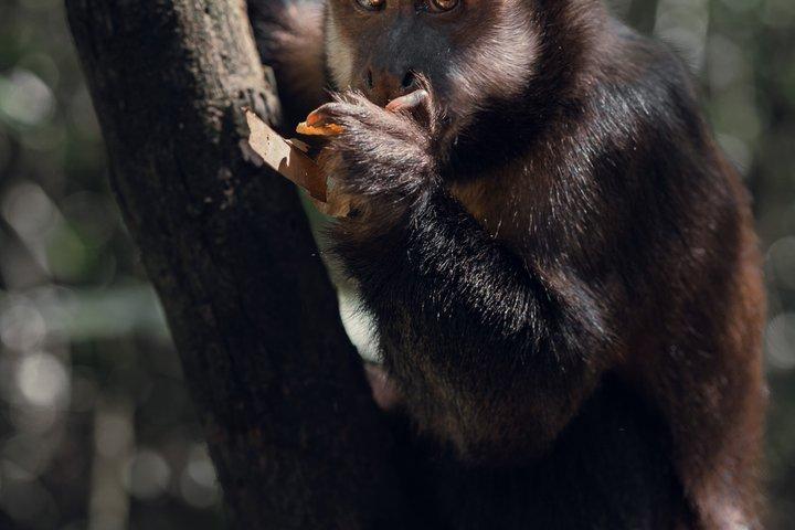 熱帯雨林ハイキング：自然、野生動物、そして滝