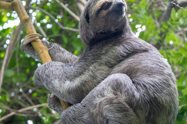熱帯雨林ハイキング：自然、野生動物、そして滝