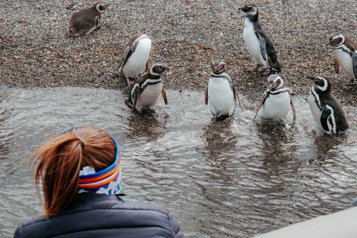 プエルト・アルマンサとマルティージョ島：ユニークなペンギンとの出会い