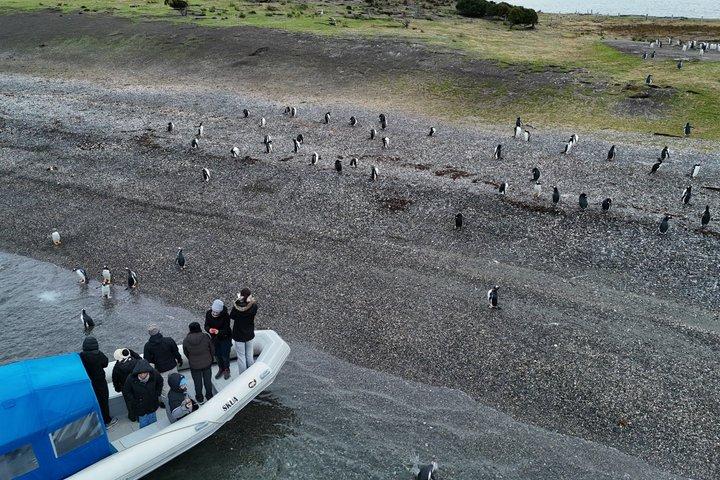 プエルト・アルマンサとマルティージョ島：ユニークなペンギンとの出会い