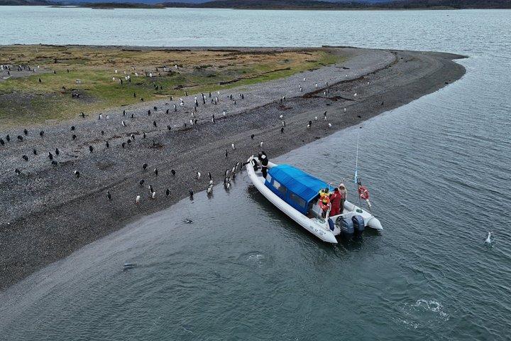 プエルト・アルマンサとマルティージョ島：ユニークなペンギンとの出会い