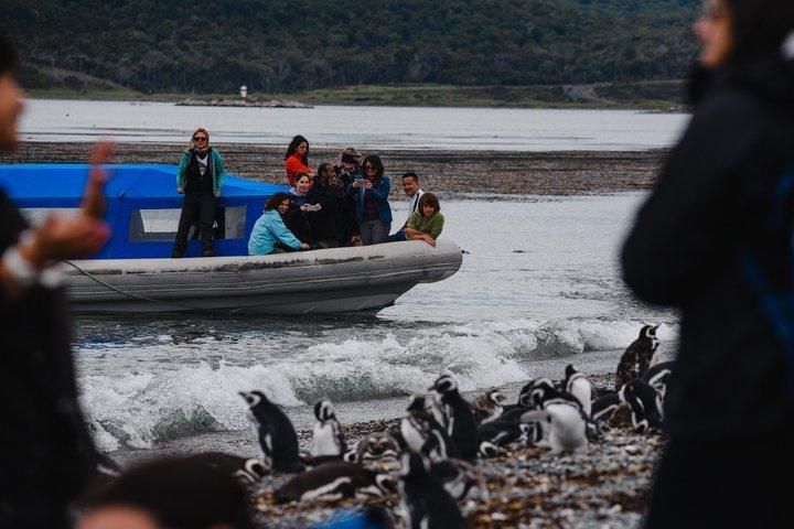 プエルト・アルマンサとマルティージョ島：ユニークなペンギンとの出会い