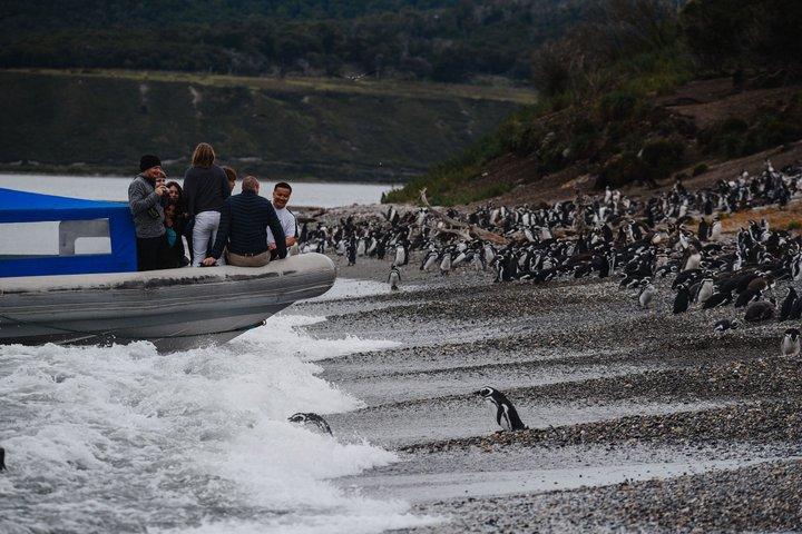 プエルト・アルマンサとマルティージョ島：ユニークなペンギンとの出会い