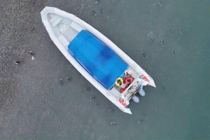 プエルト・アルマンサとマルティージョ島：ユニークなペンギンとの出会い