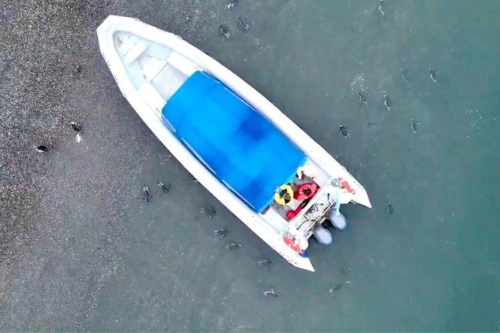 プエルト・アルマンサとマルティージョ島：ユニークなペンギンとの出会い