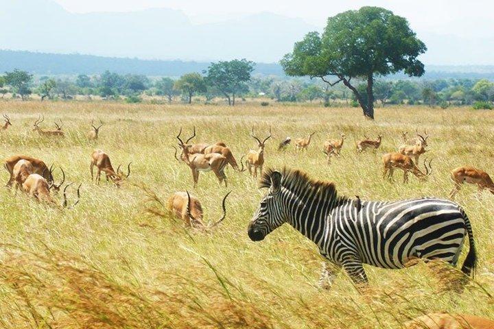 Passeio de Safari Selous de Zanzibar para o Parque Nacional Nyerere de um dia