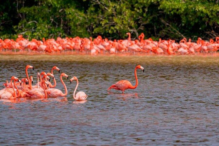 Private Riviera Maya SUV and Bilingual Chauffeur
