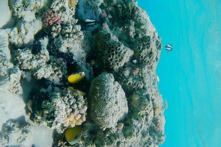 マルサアラムでのシャルム・エル・ルリ・ビーチシュノーケリング旅行
