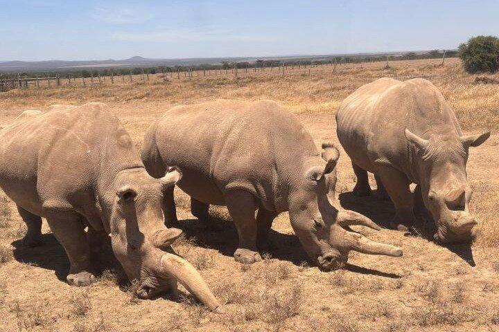 ナイロビからオルペジェタ保護への日帰りツアー