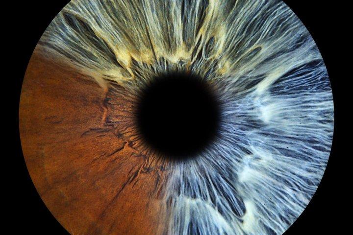 パリのマレ地区で家族や友人と一緒に写ったアヤメの写真（3～5輪のアヤメ）