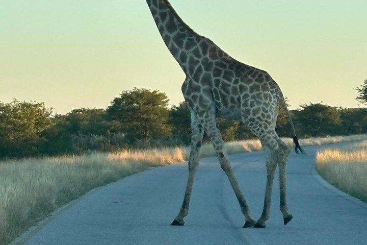 3 Days Etosha Safari Camping