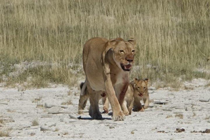 3 Days Etosha Safari Camping