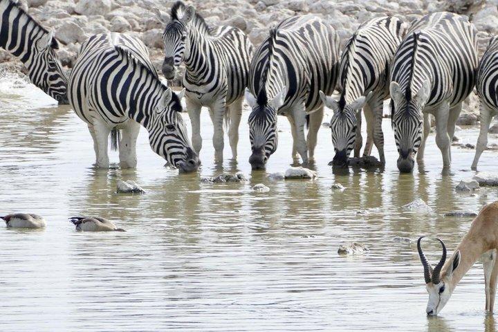 3 Days Etosha Safari Camping