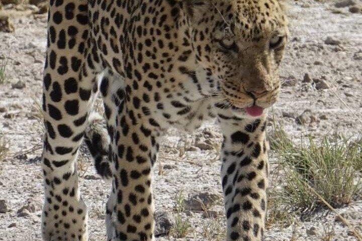 3 Days Etosha Safari Camping