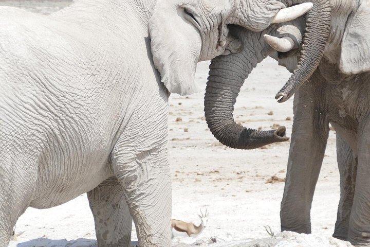 3 Days Etosha Safari Camping